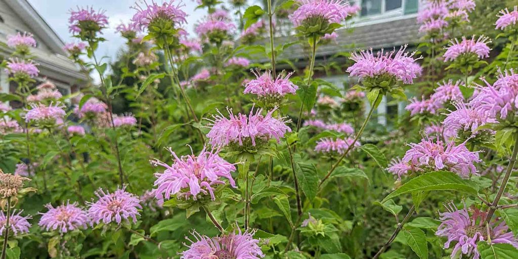 Deer-Resistant Plants