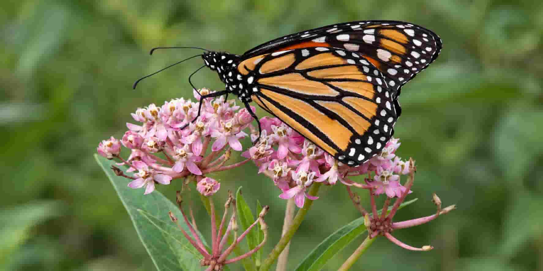 Native Plants